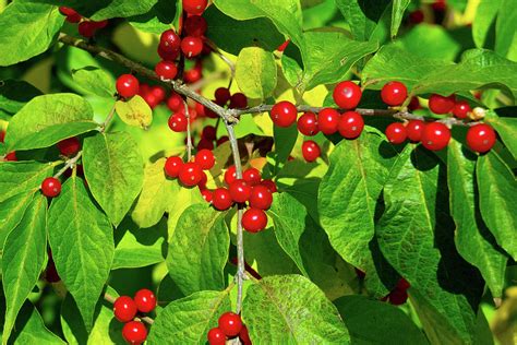 Indiana berry - Fun fact: Across its operating footprint, Berry has 51 manufacturing lines—including some in Indiana—dedicated to making drink cups. Address: Company headquarters is 101 Oakley St., Evansville ...
